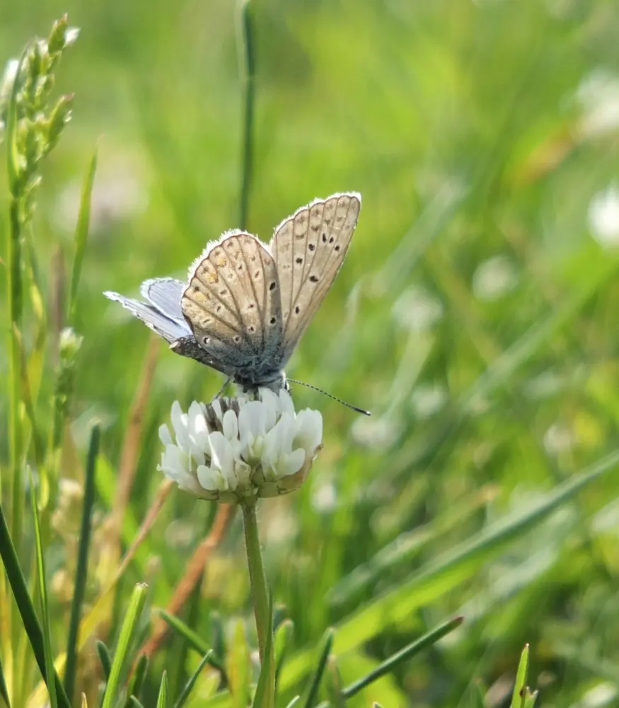 camping overijssel Vervanging zwanen bij Duurzaamheid